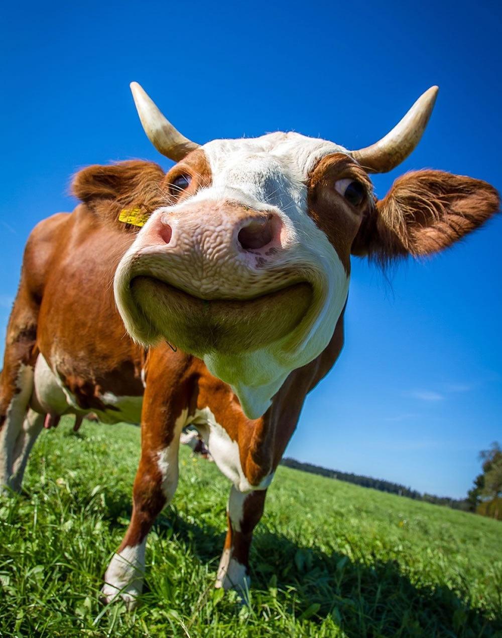 cow smiling